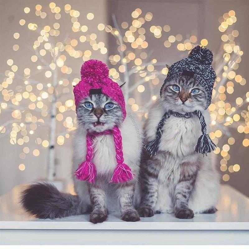 Autumn Winter Warm Knitted Pet Hats with Fluffy Ball